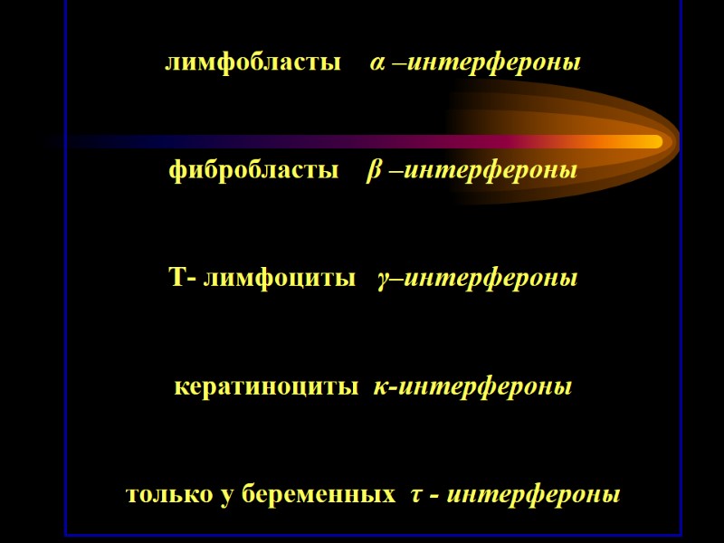 лимфобласты    α –интерфероны фибробласты    β –интерфероны Т- лимфоциты